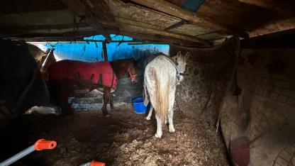 Sakarya’da otoyol kenarındaki kemikler jandarmayı at kasaplarına götürdü