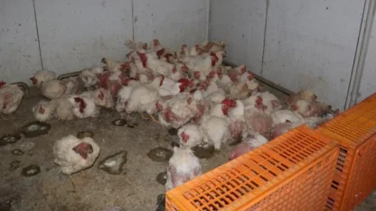 Sakarya’da tavuk çiftliğine biyogüvenlik kısıtlaması