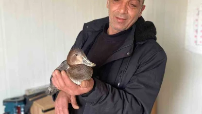 Şantiyede yaralı halde bulduğu ördeğe çocuğu gibi baktı