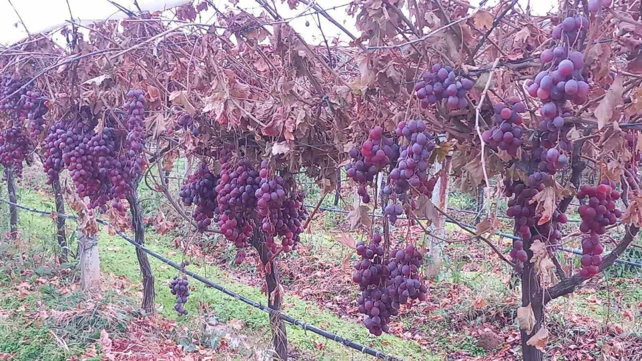 Sarıgöl’de 2025 yılı üzümleri dalında bekletip 2026’nın ilk günü hediye etti