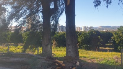 Şiddetli rüzgarda kırılan ağaç yola devrildi