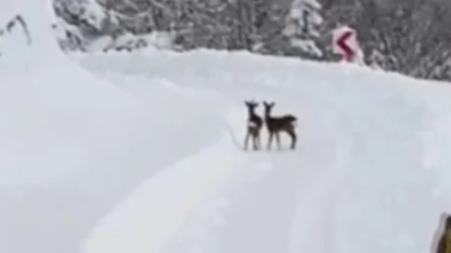 Sinop İl Özel İdaresi ekipleri, karın tadını çıkaran karacalarla karşılaştı
