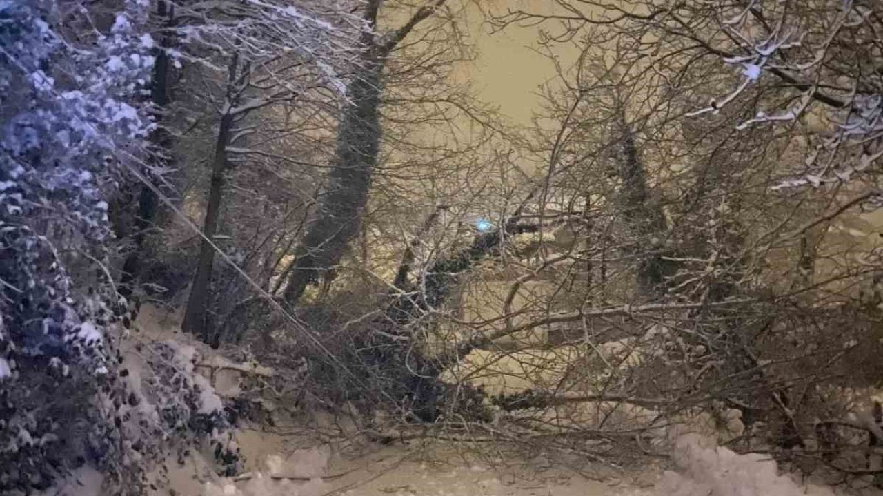 Sinop’ta ağaç devrildi