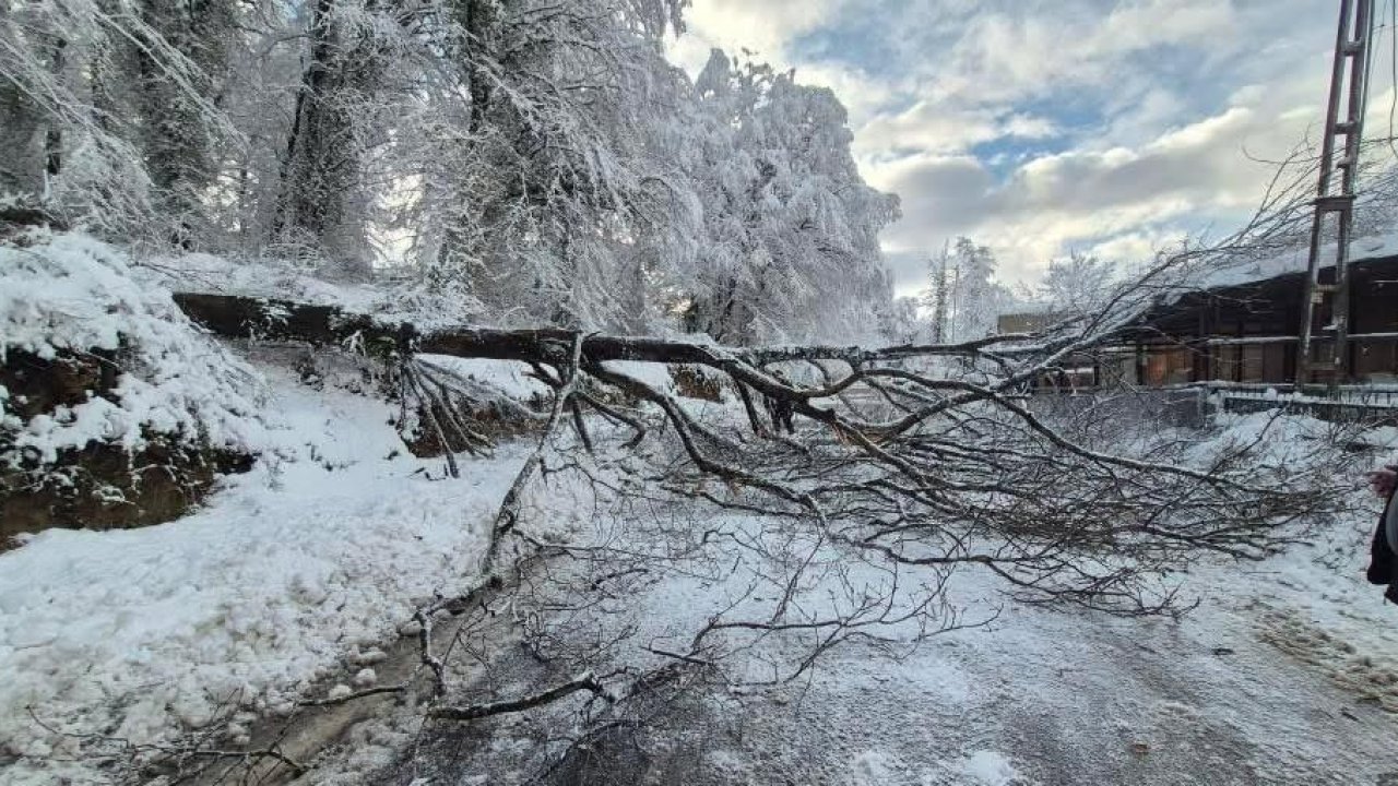 Sinop’ta kara yolunda ağaç devrildi