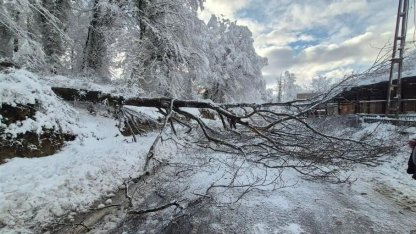 Sinop’ta kara yolunda ağaç devrildi
