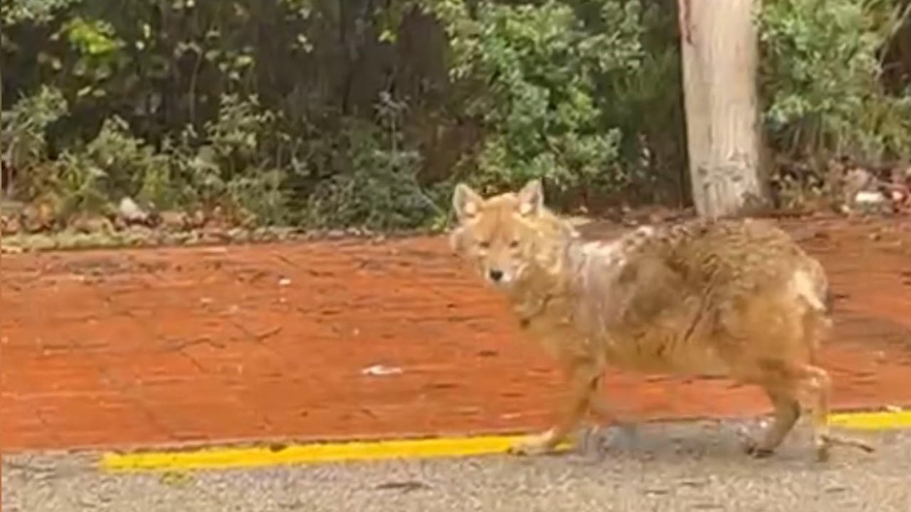 Sinop’un ’gurme’ çakalı: Leblebiyi beğenmedi, fındığa koştu