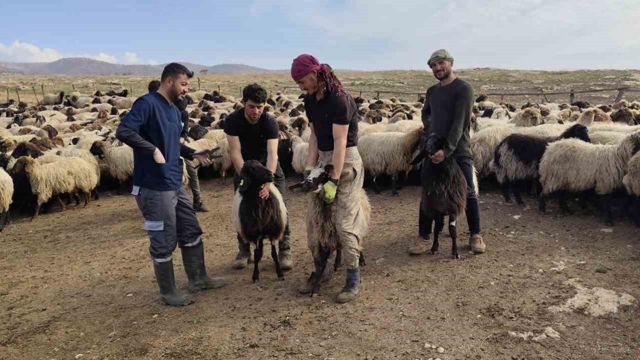 Şırnak’ta hayvancılığa 2025’te güçlü dokunuş