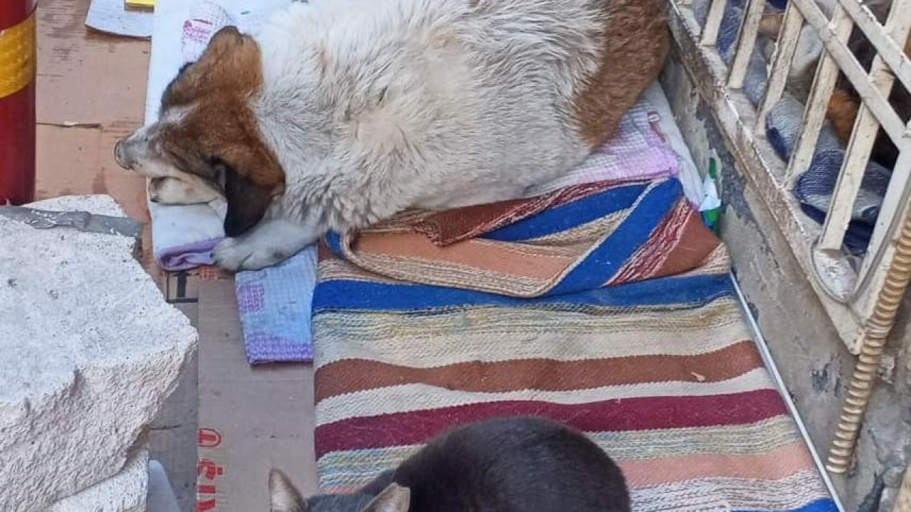 Soğuk hava kedi ve köpeği aynı yuvada buluşturdu