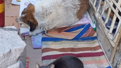 Soğuk hava kedi ve köpeği aynı yuvada buluşturdu
