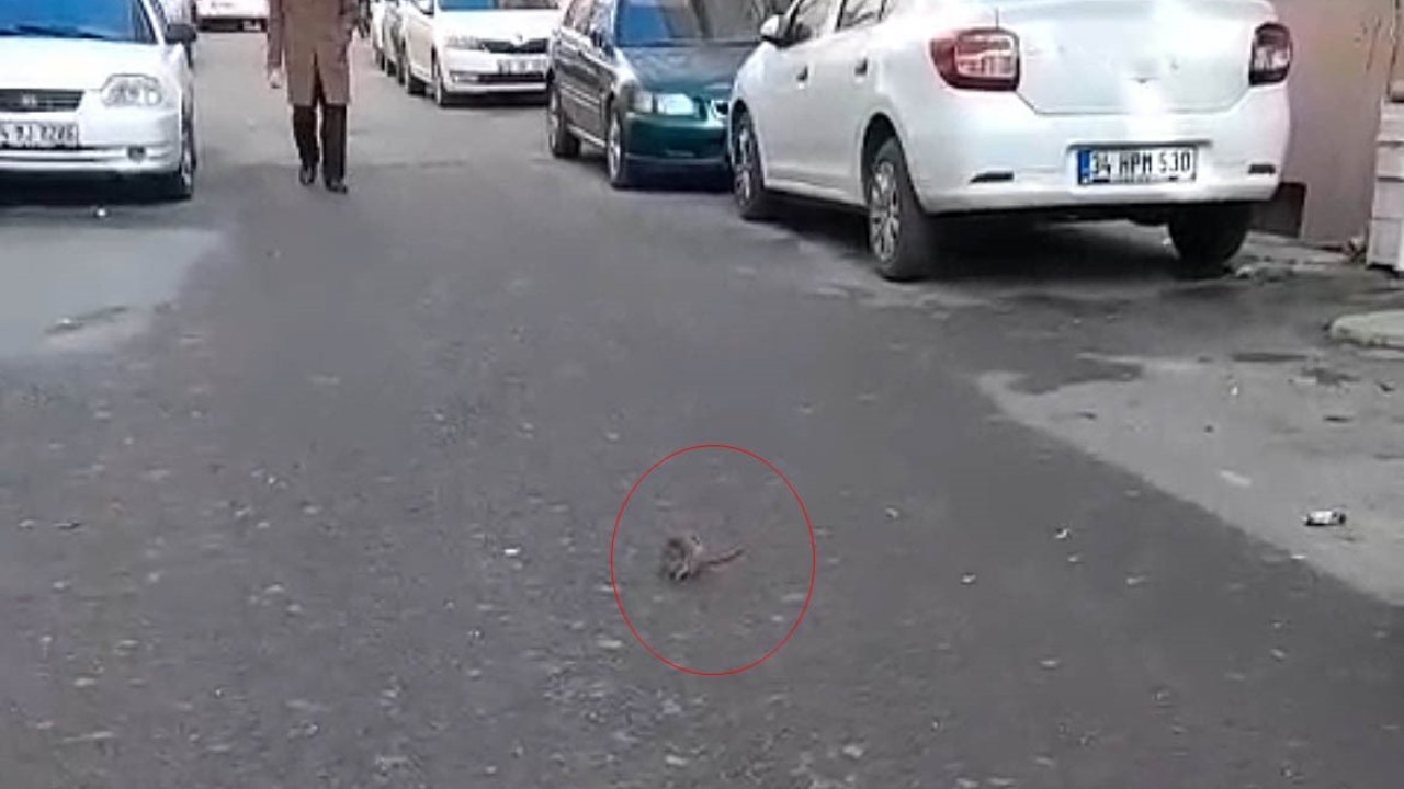 Sokakta fare paniği: Çevreyi kötü kokular sardı