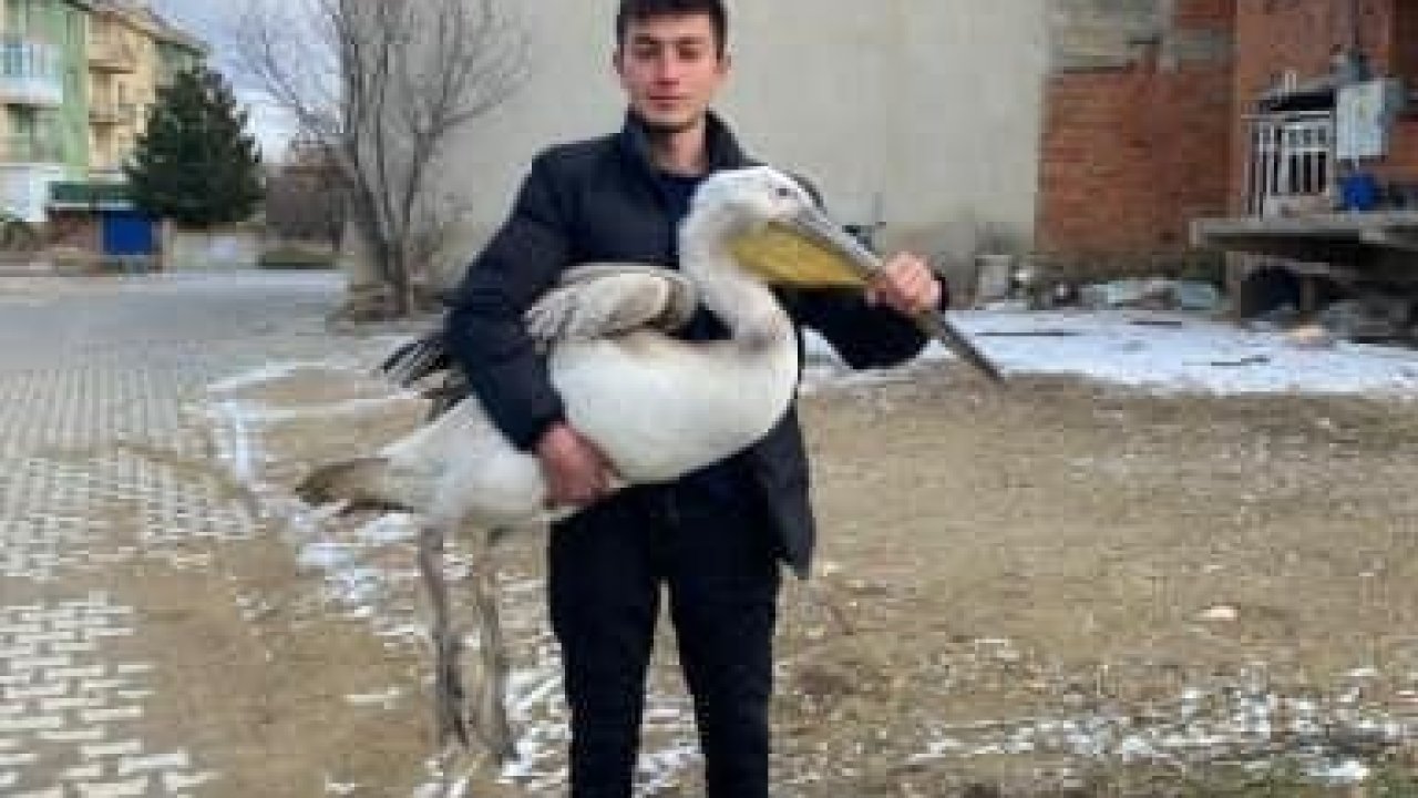 Sokakta gezerken pelikan buldu