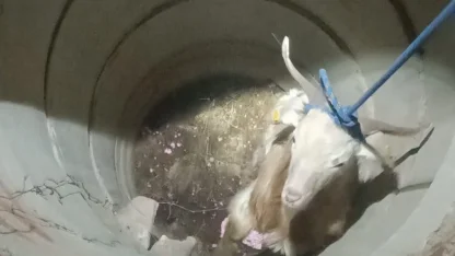 Su kuyusunda mahsur kalan keçiyi itfaiye kurtardı