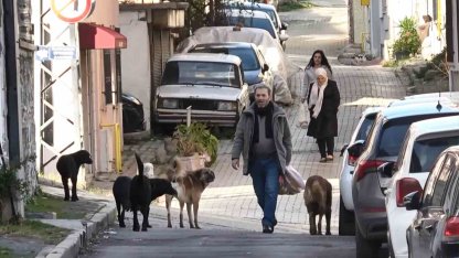 Sürü halindeki başıboş köpekler ekipleri görünce kaçtı