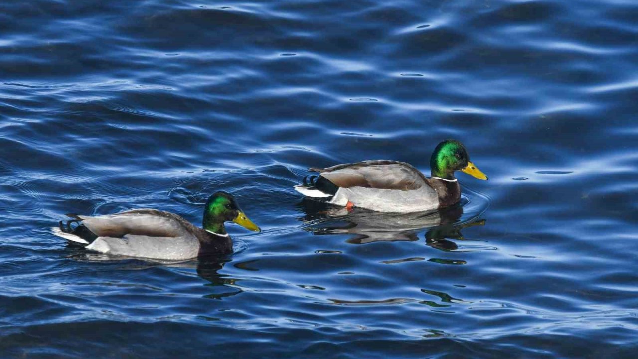 Tatvan sahilinde yeşilbaş ördekler fotoğraflandı