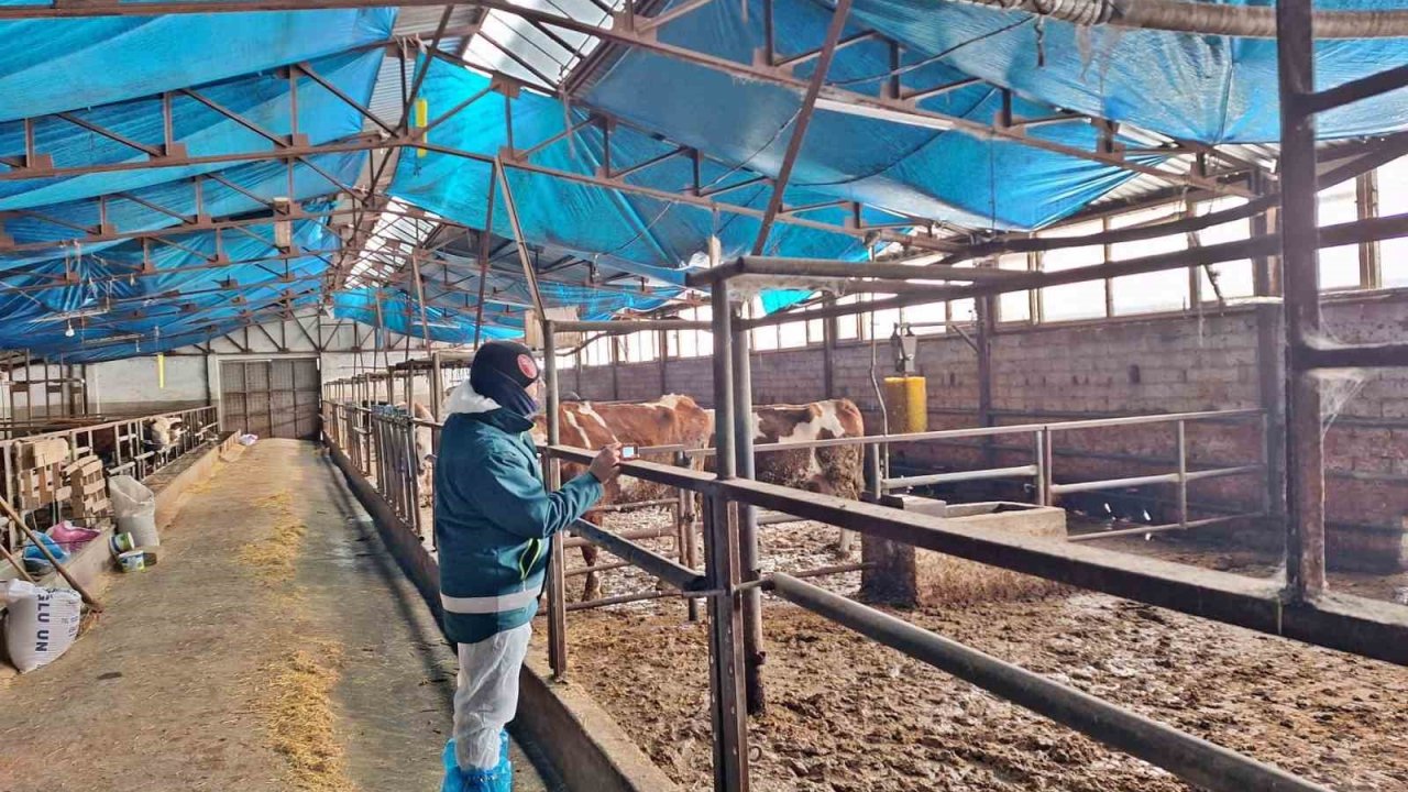 Tavşanlı’da hayvancılık işletmelerine yönelik besilik hayvan kapasite tespit çalışması