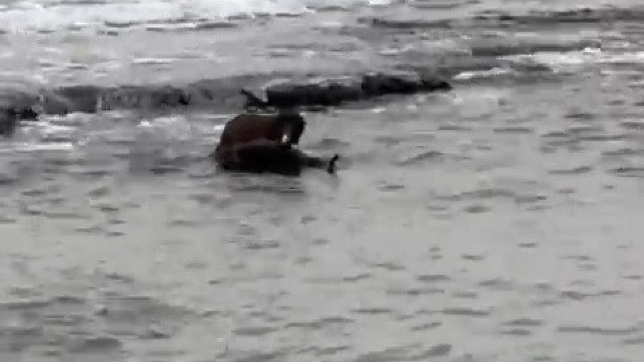 Tekirdağ kıyılarında su samuru görüntülendi