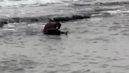 Tekirdağ kıyılarında su samuru görüntülendi