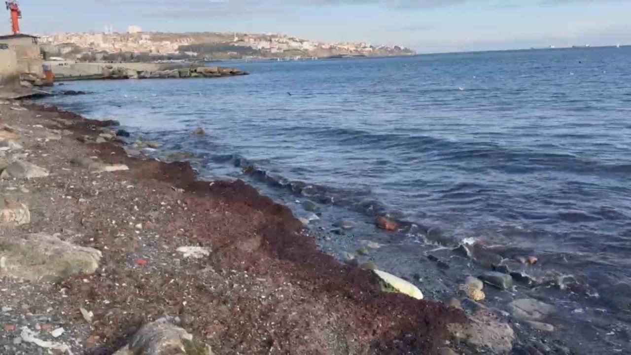 Tekirdağ’da lodosta sahili kırmızı yosunlar kapladı