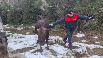 Tokat’ta su kuyusuna düşen inek kurtarıldı
