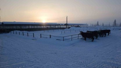 Türkiye’nin en büyük hayvan pazarı ağır kış şartları nedeniyle kapatıldı