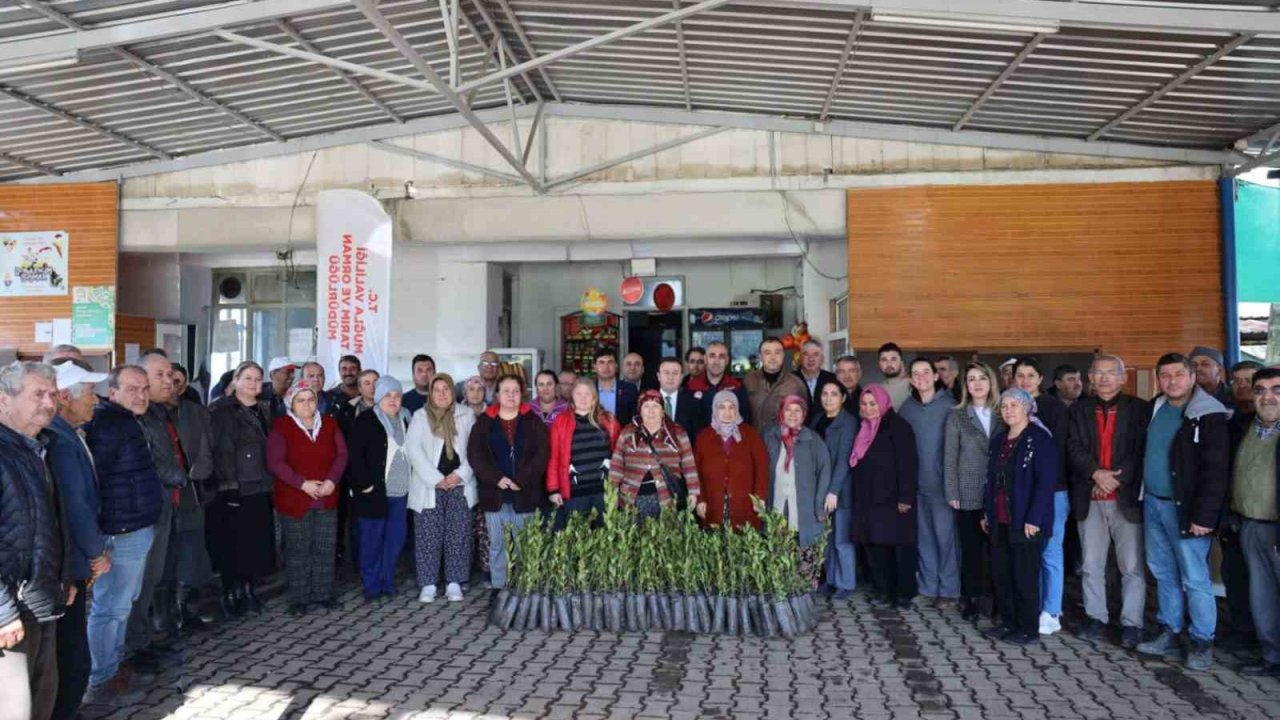 Ula’da üreticilere 38 bin defne fidanı dağıtıldı