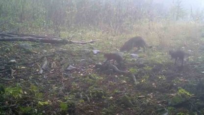 Uludağ’da sisler arasında anne yaban kedisi ve yavruları görüntülendi