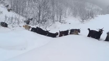 Yaban domuzunun saldırısına uğrayan çoban kameraya yansıdı