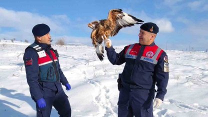 Yaralı kızıl şahin koruma altına alındı