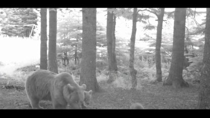 Yavru ayı zıplayarak ailesinin peşinden koştu