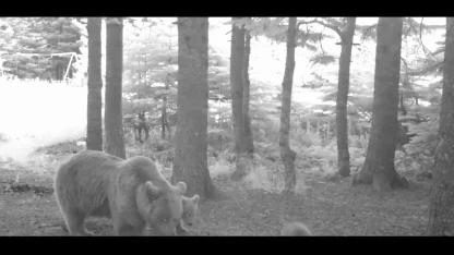 Yavru ayı zıplayarak ailesinin peşinden koştu