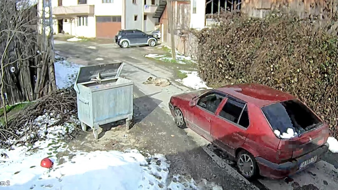 Yolda yatan köpeği ezip, yoluna devam etti