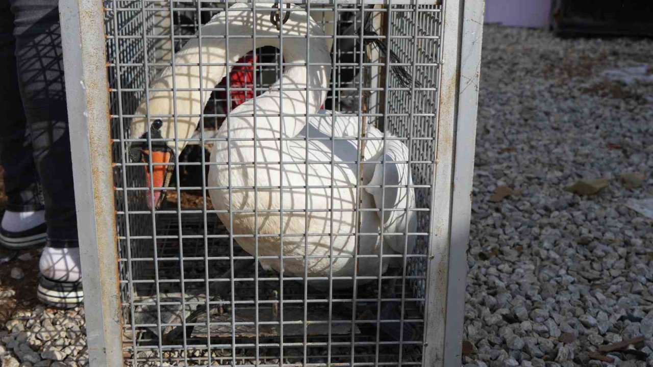 Yolunu şaşıran kuğu, Ankara’da bir evin bahçesine düştü