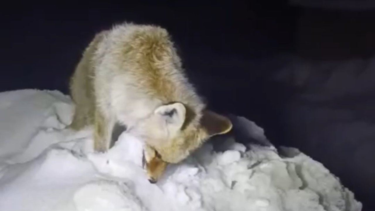 Yüksekova’da Sibirya soğukları: Tilki ayakta dondu