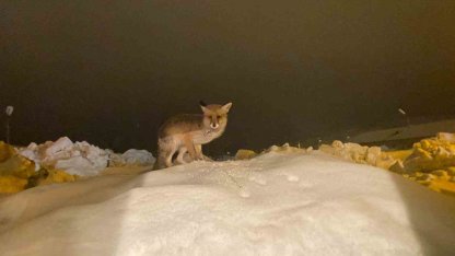 Aç kalan tilkiye şefkat eli: "O yedikçe ben mutlu oldum"