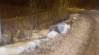 Afrika’nın tehlikeli kirpisi Sivas’ta görüntülendi