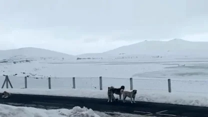 Ağrı’da başıboş sokak köpekleri tehlike saçıyor