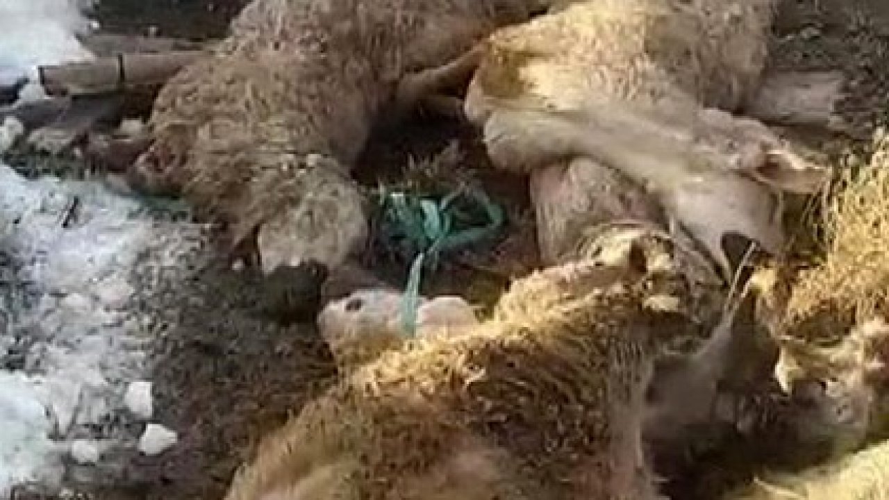 Ahırın çatısı çöktü: 40 koyun 15 kuzu telef oldu