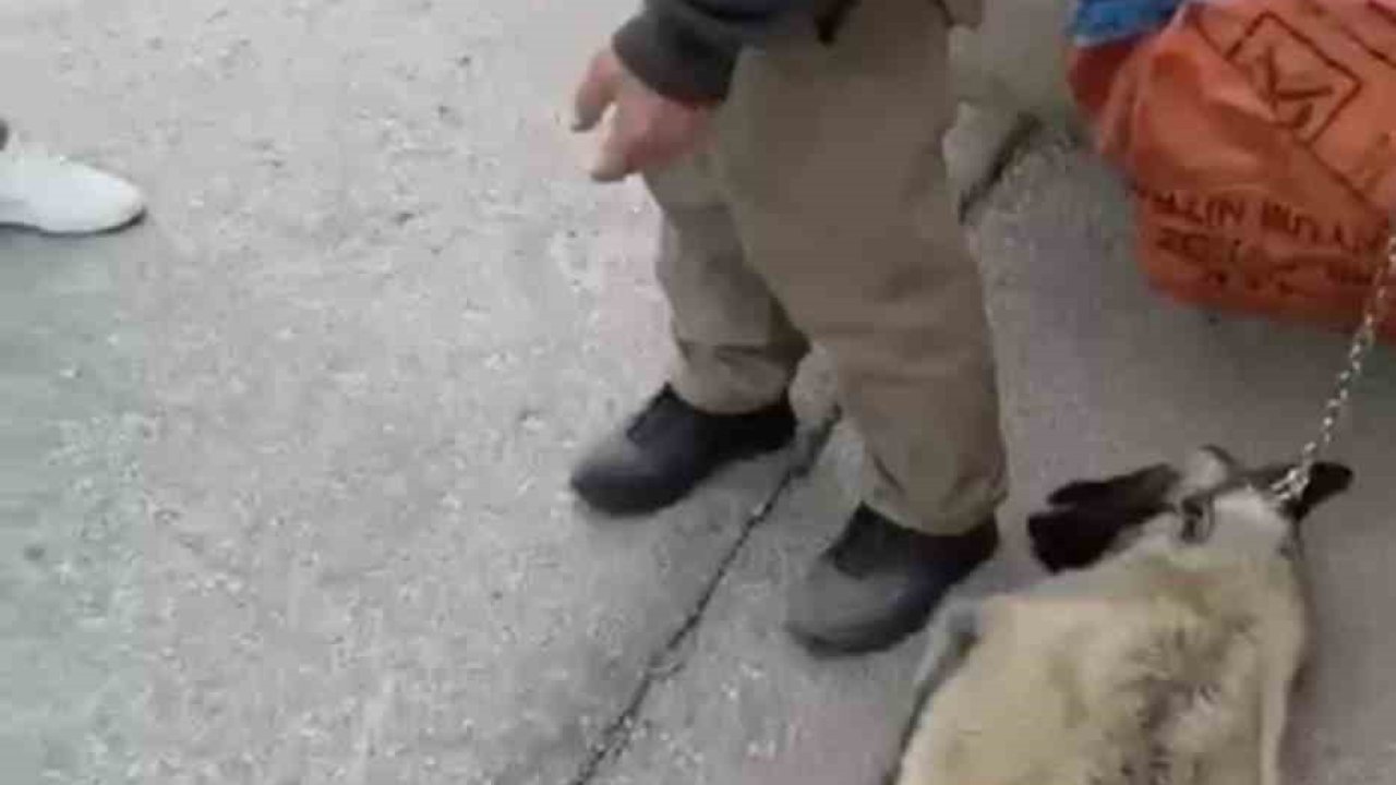 Ankara’da kamyonetin arkasına köpeği bağlayıp sürükleyen sürücü gözaltına alındı