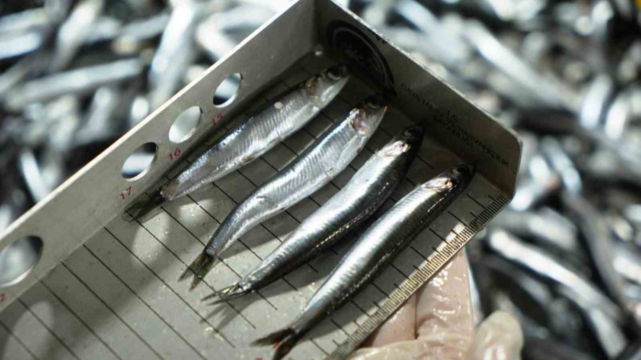 Avcılık denetimlerinde ceza yağdı: 2,6 milyon TL’yi aştı