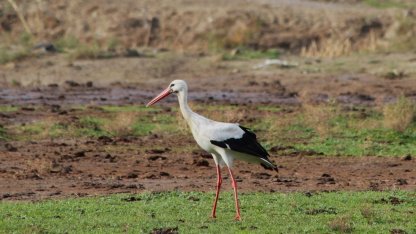 Aydın’da ilk leyleği gördü, bir çuval unu kaptı