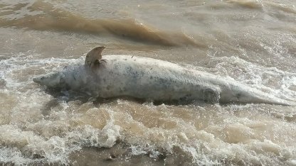 Ayvacık sahiline ölü yunus balığı vurdu