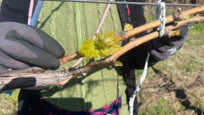 Bağlarda erken uyanış korkutuyor