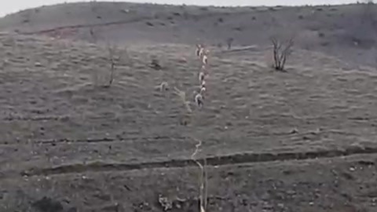 Batman’da nesli tükenme tehlikesinde olan dağ keçileri görüntülendi