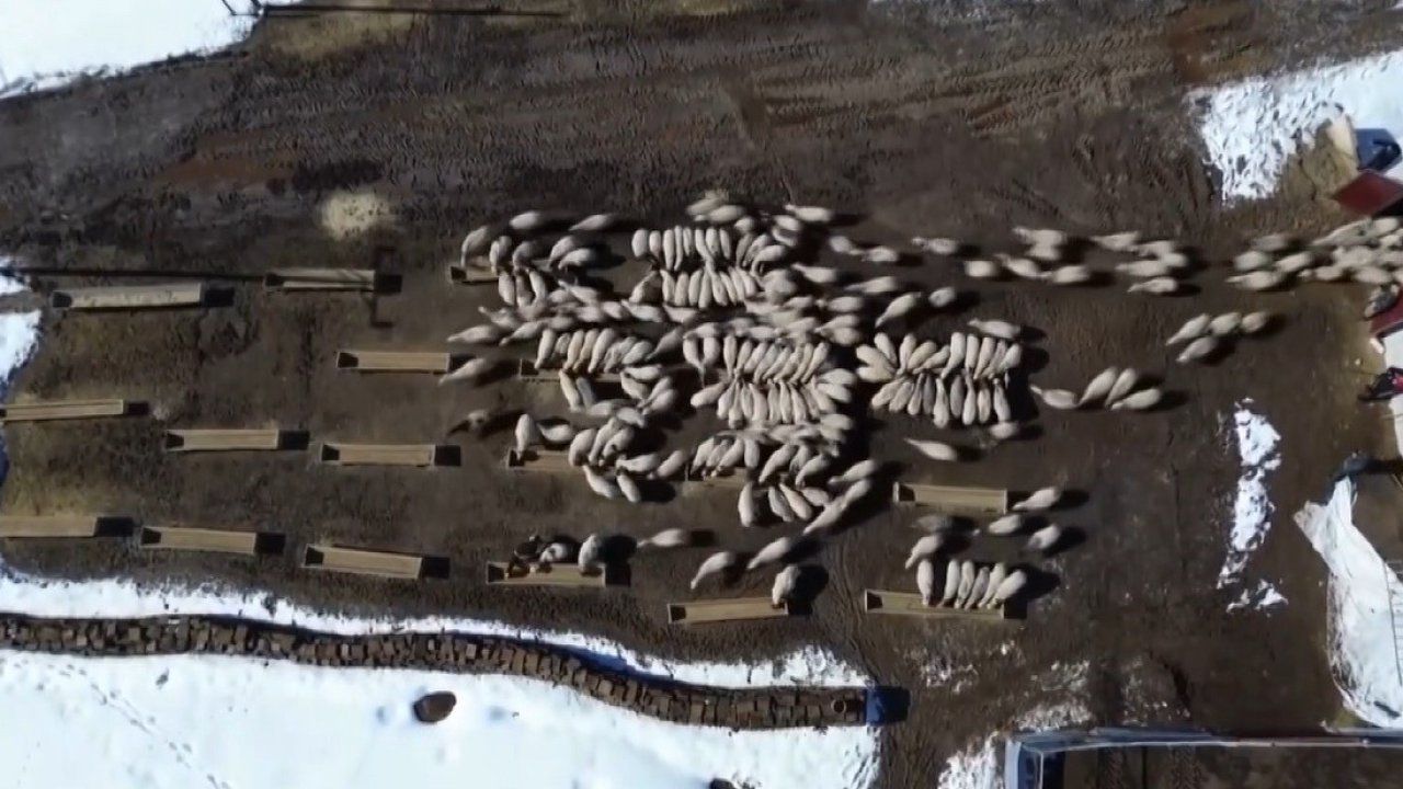 Bayburt’ta 50 milyon liralık yem desteği 2 bin 601 işletmeye ulaştı