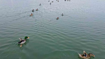 Bitlis’te sazlıklar dondu, kuşlar gölde toplandı