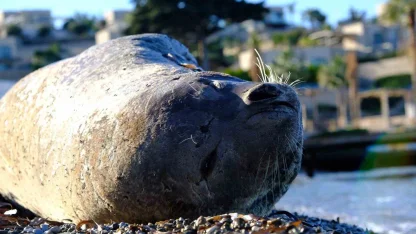 Bodrum’da Akdeniz foku ilgi odağı oldu