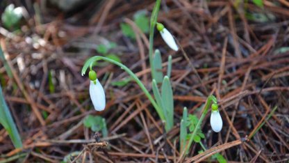 Bu çiçeği koparmanın bedeli dudak uçuklatıyor