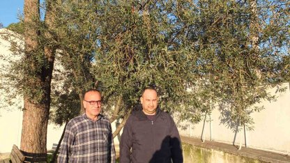 Burhaniye’de yağmurlar zeytincileri sevindirdi