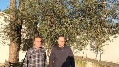 Burhaniye’de yağmurlar zeytincileri sevindirdi