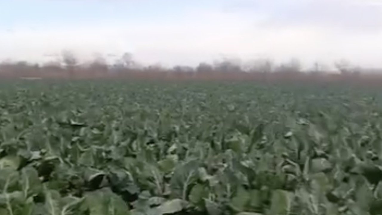 Bursa’da sağanak yağış tarımı vurdu